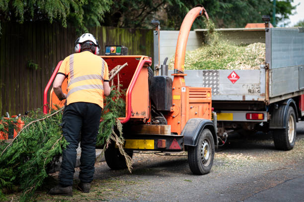 Trusted West Cape May, NJ Tree Service Experts